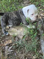 Chesty, a male Olde English Bulldogge for sale in Roanoke, VA – Photo 2 of 7