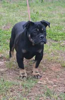 Sambuca , a female Olde English Bulldogge for sale in Roanoke, VA – 2 of 4