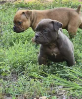Mocha Mae , a female Olde English Bulldogge for sale in Roanoke, VA – 2 of 4