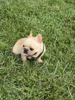 Tater, a female French Bulldog for sale in Roanoke, VA – 6 of 7