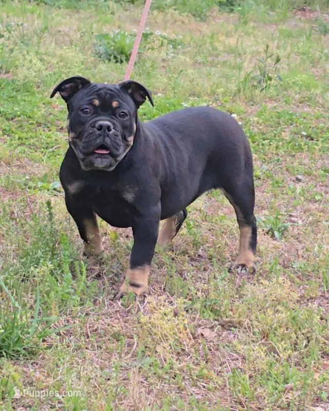 Sambuca  – Olde English Bulldogge puppy for sale in Roanoke, VA