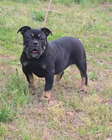 Sambuca , a female Olde English Bulldogge for sale in Roanoke, VA – 1 of 4