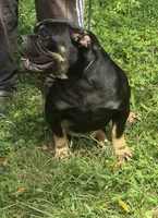 Sambuca , a female Olde English Bulldogge for sale in Roanoke, VA – 2 of 4