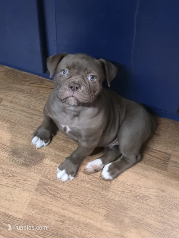 Mocha Mae  – Olde English Bulldogge puppy for sale in Roanoke, VA