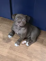 Mocha Mae , a female Olde English Bulldogge for sale in Roanoke, VA – 1 of 6