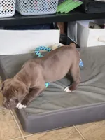 Mocha Mae , a female Olde English Bulldogge for sale in Roanoke, VA – 5 of 6