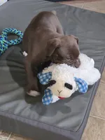 Mocha Mae , a female Olde English Bulldogge for sale in Roanoke, VA – 2 of 6