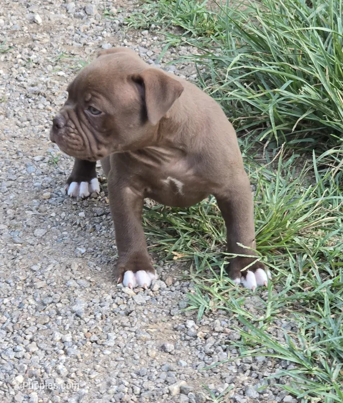 Mocha Mae  – Olde English Bulldogge puppy for sale in Roanoke, VA