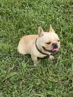 Tater, a female French Bulldog for sale in Roanoke, VA – 3 of 7