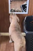 JT, a female Olde English Bulldogge for sale in Roanoke, VA – Photo 3 of 6