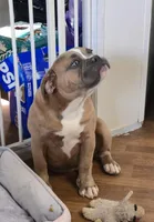 JT, a female Olde English Bulldogge for sale in Roanoke, VA – Photo 2 of 6