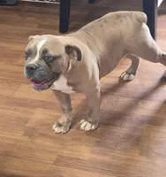 JT, a female Olde English Bulldogge for sale in Roanoke, VA – Photo 1 of 6
