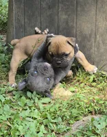 Blue steel, a male Olde English Bulldogge for sale in Roanoke, VA – 2 of 5