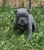 Blue steel, a male Olde English Bulldogge for sale in Roanoke, VA – 5 of 5