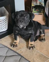 Hellcat, a female Olde English Bulldogge for sale in Roanoke, VA – Photo 1 of 5