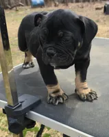 Hellcat, a female Olde English Bulldogge for sale in Roanoke, VA – Photo 3 of 5