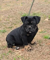Hellcat, a female Olde English Bulldogge for sale in Roanoke, VA – Photo 5 of 5