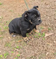 Hellcat, a female Olde English Bulldogge for sale in Roanoke, VA – Photo 2 of 5