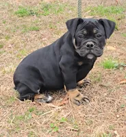 Hellcat, a female Olde English Bulldogge for sale in Roanoke, VA – Photo 4 of 5