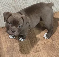 Mocha Mae , a female Olde English Bulldogge for sale in Roanoke, VA – 4 of 6