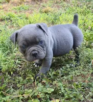 Blue steel, a male Olde English Bulldogge for sale in Roanoke, VA – 4 of 5