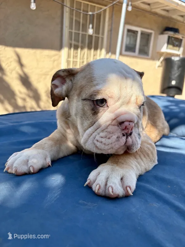Baby diamond  – English Bulldog puppy for sale in Hemet, CA