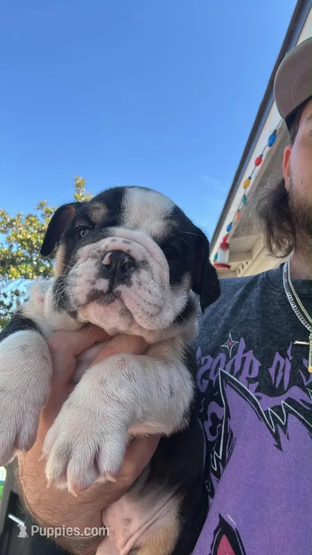 Baby – English Bulldog puppy for sale in Hemet, CA