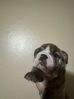 Baby Rocco, a male English Bulldog for sale in Hemet, CA – 3 of 5