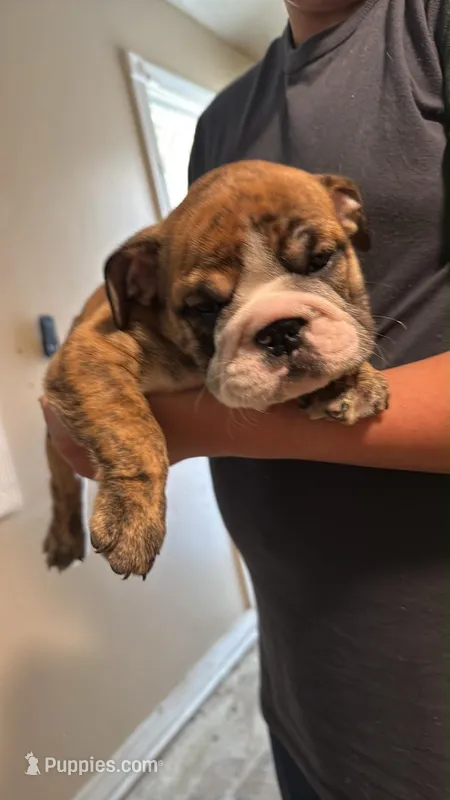 Baby Rocco – English Bulldog puppy for sale in Hemet, CA