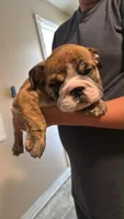 Baby Rocco, a male English Bulldog for sale in Hemet, CA – 1 of 5