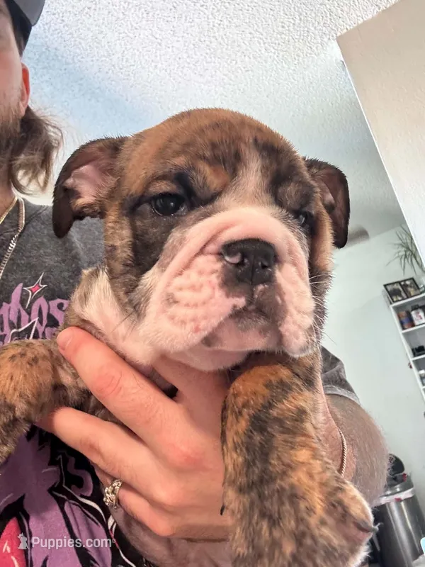JR – English Bulldog puppy for sale in Hemet, CA