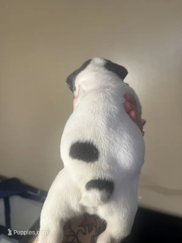 Buster Moon  – English Bulldog puppy for sale in Hemet, CA