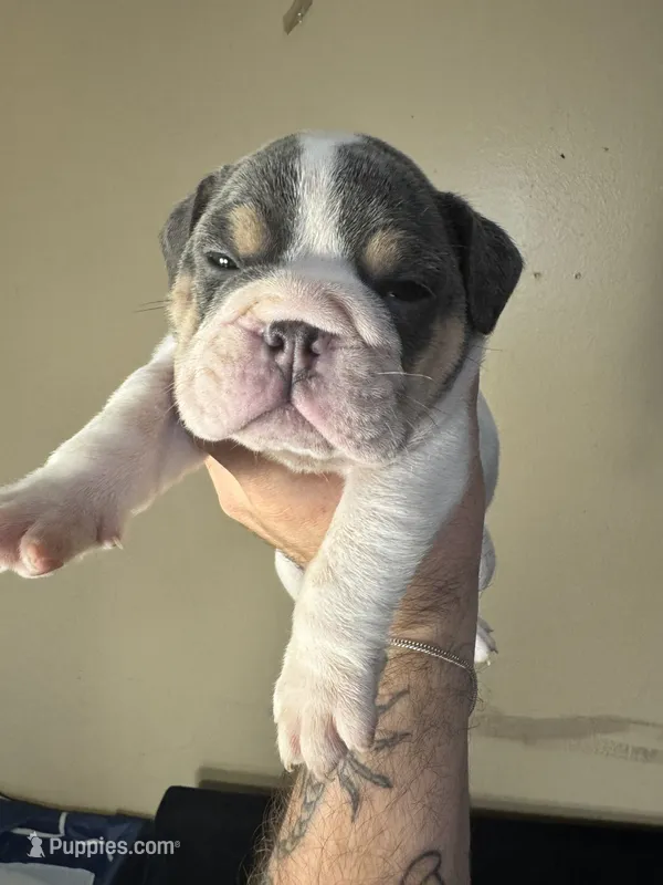 Magnificent  – English Bulldog puppy for sale in Hemet, CA
