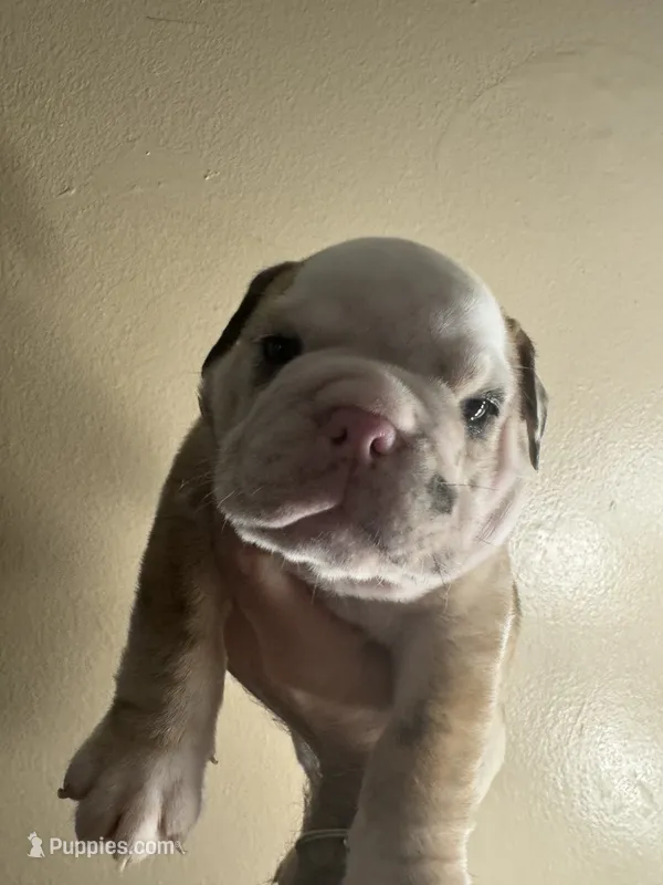 Merely  – English Bulldog puppy for sale in Hemet, CA