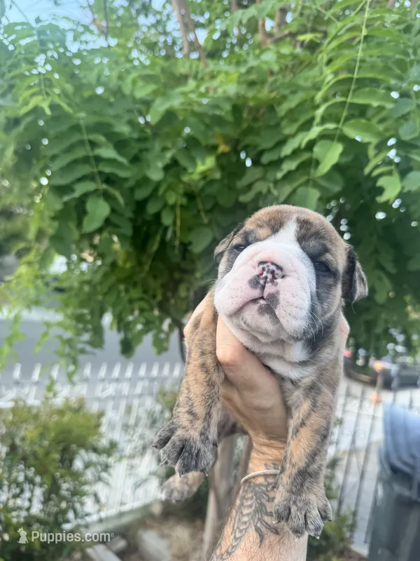 JR – English Bulldog puppy for sale in Hemet, CA