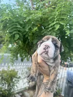 JR, a male English Bulldog for sale in Hemet, CA – 1 of 4