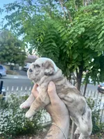 Merely , a male English Bulldog for sale in Hemet, CA – 2 of 2