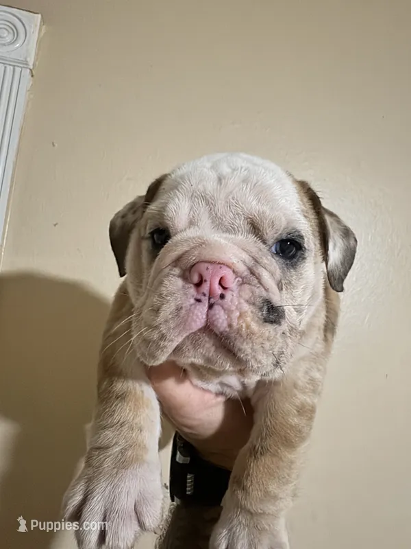 Merely  – English Bulldog puppy for sale in Hemet, CA