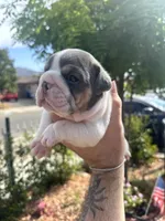 Magnificent , a male English Bulldog for sale in Hemet, CA – 3 of 3