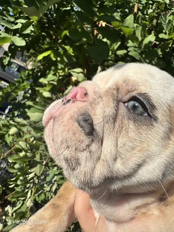 Baby diamond  – English Bulldog puppy for sale in Hemet, CA