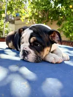 Baby, a female English Bulldog for sale in Hemet, CA – 5 of 5