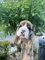 JR, a male English Bulldog for sale in Hemet, CA – 4 of 4