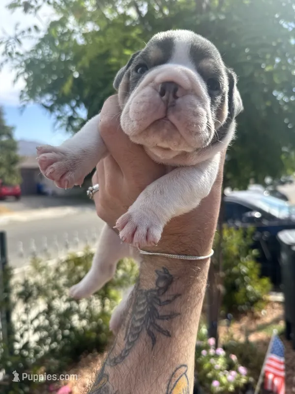 Magnificent  – English Bulldog puppy for sale in Hemet, CA