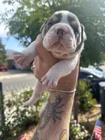 Magnificent , a male English Bulldog for sale in Hemet, CA – 1 of 3