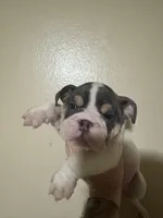 Buster Moon , a male English Bulldog for sale in Hemet, CA – 2 of 2