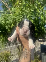 Baby, a female English Bulldog for sale in Hemet, CA – 2 of 3