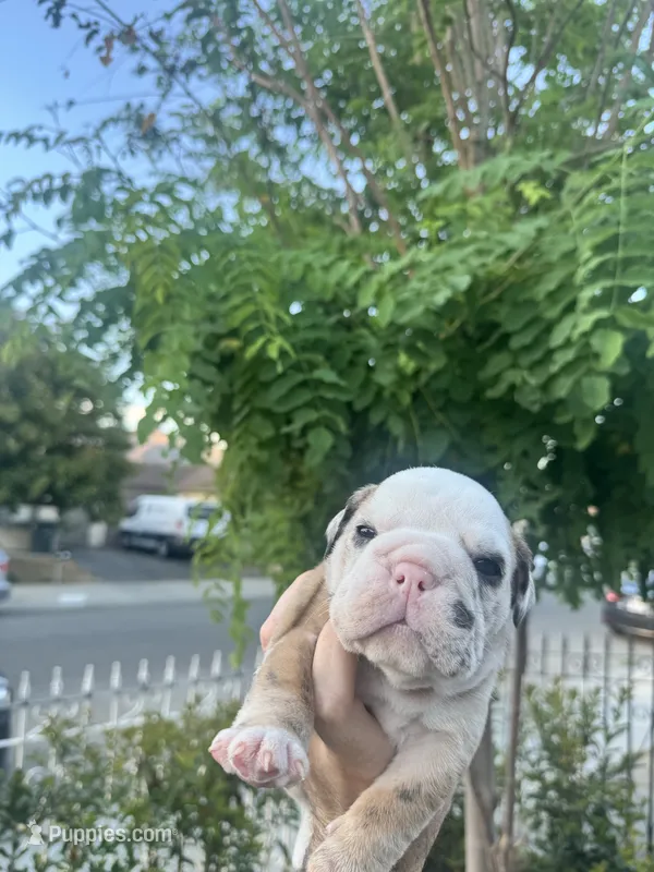 Merely  – English Bulldog puppy for sale in Hemet, CA