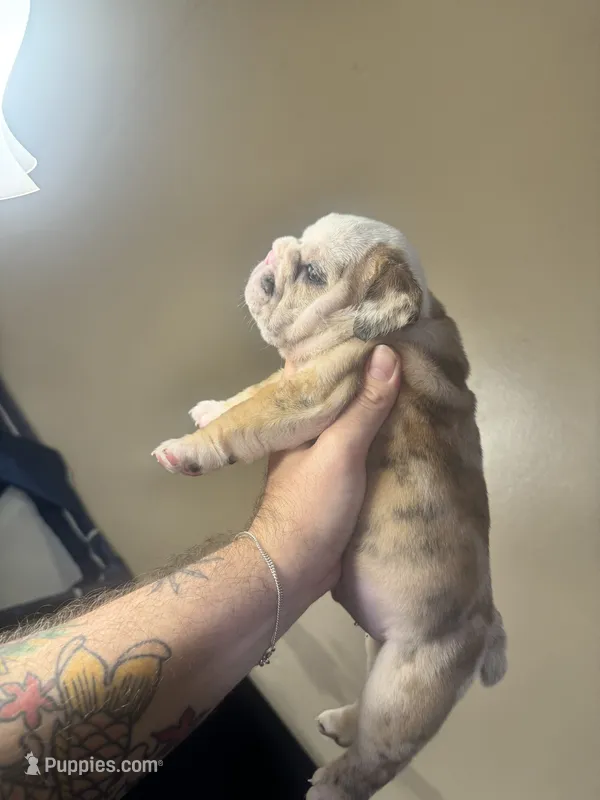 Merely  – English Bulldog puppy for sale in Hemet, CA