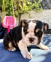 Baby, a female English Bulldog for sale in Hemet, CA – 3 of 5