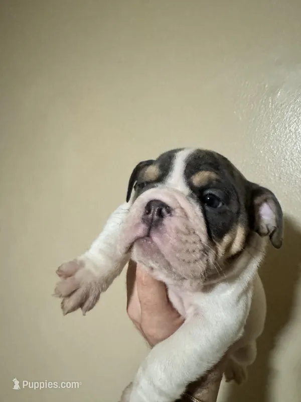 Buster Moon , a male English Bulldog for sale in Hemet, CA – 1 of 2